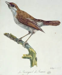 Le Rossignol de France, c.1830